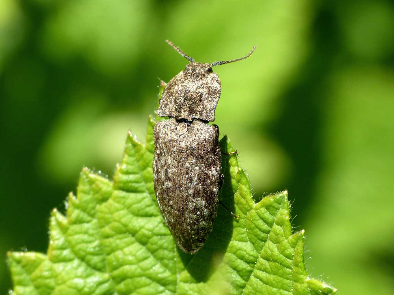 Elateridae: Agrypnus murinus